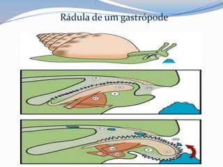 Rádula de um gastrópode
 