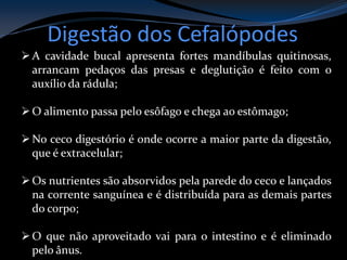 Digestão dos Cefalópodes
A cavidade bucal apresenta fortes mandíbulas quitinosas,
arrancam pedaços das presas e deglutição é feito com o
auxílio da rádula;
O alimento passa pelo esôfago e chega ao estômago;
No ceco digestório é onde ocorre a maior parte da digestão,
que é extracelular;
Os nutrientes são absorvidos pela parede do ceco e lançados
na corrente sanguínea e é distribuída para as demais partes
do corpo;
O que não aproveitado vai para o intestino e é eliminado
pelo ânus.
 