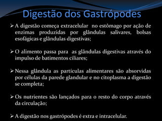 Digestão dos Gastrópodes
A digestão começa extracelular no estômago por ação de
enzimas produzidas por glândulas salivares, bolsas
esofágicas e glândulas digestivas;
O alimento passa para as glândulas digestivas através do
impulso de batimentos ciliares;
Nessa glândula as partículas alimentares são absorvidas
por células da parede glandular e no citoplasma a digestão
se completa;
Os nutrientes são lançados para o resto do corpo através
da circulação;
A digestão nos gastrópodes é extra e intracelular.
 