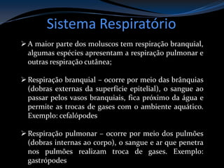 Sistema Respiratório
A maior parte dos moluscos tem respiração branquial,
algumas espécies apresentam a respiração pulmonar e
outras respiração cutânea;
Respiração branquial – ocorre por meio das brânquias
(dobras externas da superfície epitelial), o sangue ao
passar pelos vasos branquiais, fica próximo da água e
permite as trocas de gases com o ambiente aquático.
Exemplo: cefalópodes
Respiração pulmonar – ocorre por meio dos pulmões
(dobras internas ao corpo), o sangue e ar que penetra
nos pulmões realizam troca de gases. Exemplo:
gastrópodes
 