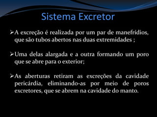 Sistema Excretor
A excreção é realizada por um par de manefrídios,
que são tubos abertos nas duas extremidades ;
Uma delas alargada e a outra formando um poro
que se abre para o exterior;
As aberturas retiram as excreções da cavidade
pericárdia, eliminando-as por meio de poros
excretores, que se abrem na cavidade do manto.
 