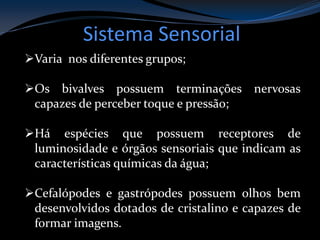 Sistema Sensorial
Varia nos diferentes grupos;
Os bivalves possuem terminações nervosas
capazes de perceber toque e pressão;
Há espécies que possuem receptores de
luminosidade e órgãos sensoriais que indicam as
características químicas da água;
Cefalópodes e gastrópodes possuem olhos bem
desenvolvidos dotados de cristalino e capazes de
formar imagens.
 
