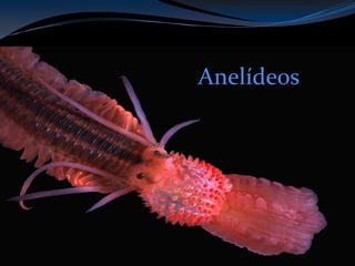 Anelídeos
Anelídeos
 
