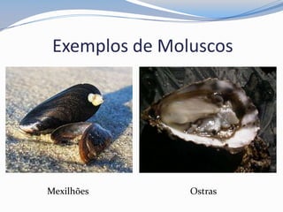Exemplos de Moluscos
Mexilhões Ostras
 