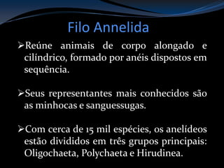 Filo Annelida
Reúne animais de corpo alongado e
cilíndrico, formado por anéis dispostos em
sequência.
Seus representantes mais conhecidos são
as minhocas e sanguessugas.
Com cerca de 15 mil espécies, os anelídeos
estão divididos em três grupos principais:
Oligochaeta, Polychaeta e Hirudinea.
 