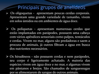 Principais grupos de anelídeos
 Os oligoquetas - apresentam poucas cerdas corporais.
Apresentam uma grande variedade de tamanho, vivem
em solos úmidos ou em ambientes de água doce.
 Os poliquetas - apresentam numerosas cerdas que
estão implantadas em parápodes, possuem uma cabeça
com vários apêndices sensoriais como palpos, tentáculos
e cerdas. Vivem no mar, alguns são predadoras e saem a
procura de animais, já outros filtram a água em busca
dos nutrientes necessários.
 Os hirudíneos - não possuem cerdas e nem parápodes,
seu corpo é ligeiramente achatado. A maioria das
espécies vivem em água doce e no mar, e algumas vivem
em pântanos e brejos. São chamados de sanguessugas
por se alimentarem de sangue de outros animais.
 
