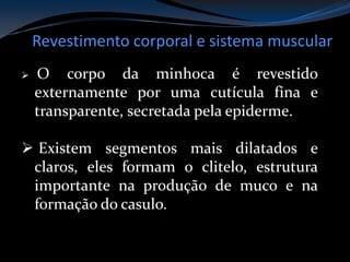 Revestimento corporal e sistema muscular
 O corpo da minhoca é revestido
externamente por uma cutícula fina e
transparente, secretada pela epiderme.
 Existem segmentos mais dilatados e
claros, eles formam o clitelo, estrutura
importante na produção de muco e na
formação do casulo.
 