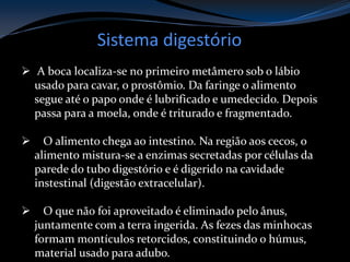 Sistema digestório
 A boca localiza-se no primeiro metâmero sob o lábio
usado para cavar, o prostômio. Da faringe o alimento
segue até o papo onde é lubrificado e umedecido. Depois
passa para a moela, onde é triturado e fragmentado.
 O alimento chega ao intestino. Na região aos cecos, o
alimento mistura-se a enzimas secretadas por células da
parede do tubo digestório e é digerido na cavidade
instestinal (digestão extracelular).
 O que não foi aproveitado é eliminado pelo ânus,
juntamente com a terra ingerida. As fezes das minhocas
formam montículos retorcidos, constituindo o húmus,
material usado para adubo.
 