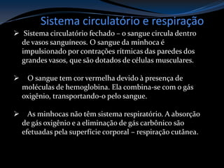 Sistema circulatório e respiração
 Sistema circulatório fechado – o sangue circula dentro
de vasos sanguíneos. O sangue da minhoca é
impulsionado por contrações rítmicas das paredes dos
grandes vasos, que são dotados de células musculares.
 O sangue tem cor vermelha devido à presença de
moléculas de hemoglobina. Ela combina-se com o gás
oxigênio, transportando-o pelo sangue.
 As minhocas não têm sistema respiratório. A absorção
de gás oxigênio e a eliminação de gás carbônico são
efetuadas pela superfície corporal – respiração cutânea.
 