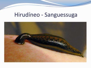 Hirudíneo - Sanguessuga
 