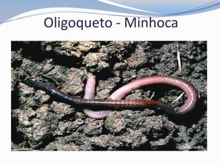 Oligoqueto - Minhoca
 