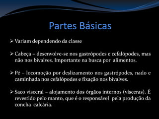 Partes Básicas
Variam dependendo da classe
Cabeça – desenvolve-se nos gastrópodes e cefalópodes, mas
não nos bivalves. Importante na busca por alimentos.
Pé – locomoção por deslizamento nos gastrópodes, nado e
caminhada nos cefalópodes e fixação nos bivalves.
Saco visceral – alojamento dos órgãos internos (vísceras). É
revestido pelo manto, que é o responsável pela produção da
concha calcária.
 