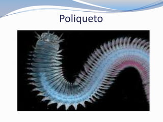 Poliqueto
 