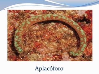 Aplacóforo
 