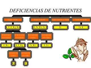 DEFICIENCIAS DE NUTRIENTES
K , M o
M a n c h a s
n e c r o tic a s
M g
N e r v a d u r a s
v e rd e s
N
N e r v a d u r a s
a m a r illa s
N , P , M g
S in m a n c h a s
n e c r o tic a s
N , P , K , M g , M o
H o ja s v ie ja s
F e , M n
N e r v a d u r a s
v e rd e s
S , C u
N e r v a d u r a s
a m a r illa s
S , F e , M n , C u
H o ja s n u e v a s
Z n
H o ja s n u e v a s y v ie ja s
C a , B
T e r m in a l b u d s
 