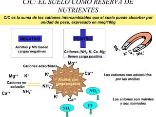 CIC: EL SUELO COMO RESERVA DE
NUTRIENTES
NEGATIVO
Arcillas y MO tienen
cargas negativas
POSITIVO
Cationes (NH4, K, Ca, Mg)
tienen carga positiva
-
-
-
-
Ca++
Arcillas con
carga negativa
K+
Mg++
NH4
+ -
-
-
- --
-
-
NO3
-
NO3
-
Cl-
Los cationes son adsorbidos
por las arcillas
Los aniones son móviles
y son lixiviados
Cationes adsorbidos
K+
Cationes en
solución
Ca++
Mg++
NH4
+
K+
Ca++
-
M
g
++
NH4
+
K
+
Ca
++
- -
CIC es la suma de los cationes intercambiables que el suelo puede absorber por
unidad de peso, expresado en meq/100g
 