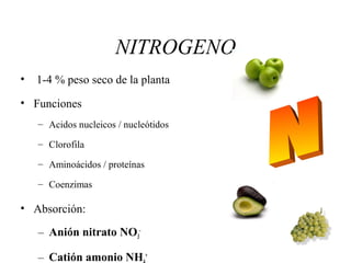 NITROGENO
• 1-4 % peso seco de la planta
• Funciones
– Acidos nucleicos / nucleótidos
– Clorofila
– Aminoácidos / proteínas
– Coenzimas
• Absorción:
– Anión nitrato NO3
-
– Catión amonio NH +
 