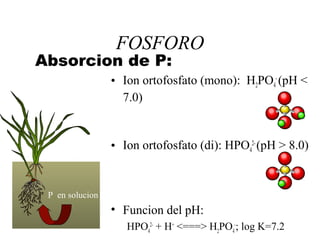 FOSFORO
Absorcion de P:
• Ion ortofosfato (mono): H2PO4
-
(pH <
7.0)
• Ion ortofosfato (di): HPO4
2-
(pH > 8.0)
• Funcion del pH:
HPO4
2-
+ H+
<===> H2
PO4
-
; log K=7.2
P en solucion
 