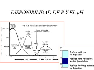 DISPONIBILIDAD DE P Y EL pH
Fosfatos tricálcicos
No disponibles
Fosfatos mono y dicálcicos
Máxima disponibilidad
Fosfatos de hierro y aluminio
No disponibles
 
