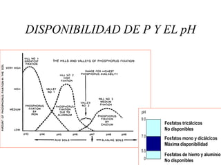 DISPONIBILIDAD DE P Y EL pH
Fosfatos tricálcicos
No disponibles
Fosfatos mono y dicálcicos
Máxima disponibilidad
Fosfatos ...