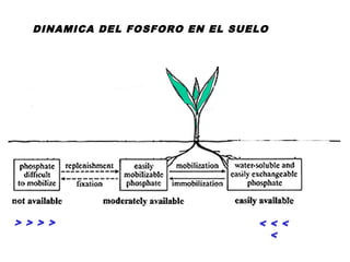 DINAMICA DEL FOSFORO EN EL SUELO
> > > > < < <
<
 
