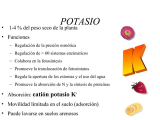 POTASIO• 1-4 % del peso seco de la planta
• Funciones
– Regulación de la presión osmótica
– Regulación de > 60 sistemas enzimaticos
– Colabora en la fotosíntesis
– Promueve la translocación de fotosintatos
– Regula la apertura de los estomas y el uso del agua
– Promueve la absorción de N y la síntesis de proteínas
• Absorción: catión potasio K+
• Movilidad limitada en el suelo (adsorción)
• Puede lavarse en suelos arenosos
 