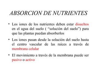 ABSORCION DE NUTRIENTES
• Los iones de los nutrientes deben estar disueltos
en el agua del suelo ( “solución del suelo”) para
que las plantas puedan absorberlos
• Los iones pasan desde la solución del suelo hasta
el centro vascular de las raíces a través de
membrana celular
• El movimiento a través de la membrana puede ser
pasivo o activo
 