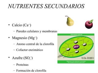 NUTRIENTES SECUNDARIOS
• Calcio (Ca++
)
– Paredes celulares y membranas
• Magnesio (Mg++
)
– Atomo central de la clorofila
– Cofactor enzimático
• Azufre (SO4
--
)
– Proteínas
– Formación de clorofila
 