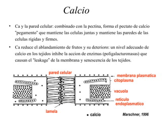 Calcio
• Ca y la pared celular: combinado con la pectina, forma el pectato de calcio
“pegamento“ que mantiene las celulas juntas y mantiene las paredes de las
celulas rigidas y firmes.
• Ca reduce el ablandamiento de frutos y su deterioro: un nivel adecuado de
calcio en los tejidos inhibe la accion de enzimas (poligalacturonasas) que
causan el “leakage” de la membrana y senescencia de los tejidos.
pared celular
citoplasma
membrana plasmatica
vacuola
reticulo
endoplasmatico
lamela
 calcio Marschner, 1996
 