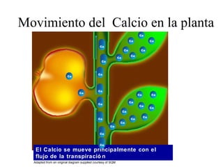El Calcio se mueve principalmente con el
flujo de la transpiració n
Ca
Ca
Ca
Ca
Ca
Ca
Ca
Ca
Ca
Ca
Ca
Ca
Ca
Ca
Ca
Ca
Ca
Ca
Ca
Ca
Ca
Ca
Ca
Ca
Ca
Ca
Ca
Ca
Ca
Ca
Ca
Ca
Ca
Ca
Ca
Ca
Ca
Ca
Ca
Ca
Ca
Ca
Ca
Adapted from an original diagram supplied courtesy of SQM
Movimiento del Calcio en la planta
 