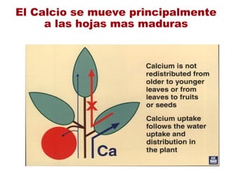 El Calcio se mueve principalmente
a las hojas mas maduras
 