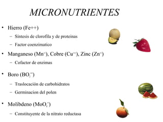 MICRONUTRIENTES
• Hierro (Fe++)
– Síntesis de clorofila y de proteinas
– Factor coenzimatico
• Manganeso (Mn++
), Cobre (C...