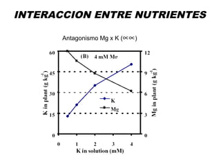INTERACCION ENTRE NUTRIENTES
Antagonismo Mg x K (∝∝)
 