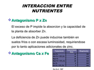 INTERACCION ENTRE
NUTRIENTES
Antagonismo P x ZnAntagonismo P x Zn
El exceso de P impide la absorcion y la capacidad de
la planta de absorber Zn.
La deficiencia de Zn puede inducirse también en
suelos fríos o con escasa luminosidad, requiriendose
por lo tanto aplicaciones adicionales de zinc.
Antagonismo Ca x FeAntagonismo Ca x Fe
Tratamiento
Fotosíntesis
Neta
Respiración
Alto Fe 34 360
Alto Fe + CO 3 Ca 30 416
Bajo Fe 25 520
Bajo Fe + CO 3 Ca 20 544
Sin Fe 6 520
Sin Fe + CO 3 Ca 3 544
Sun & al - 1987
 