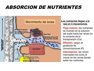 ABSORCION DE NUTRIENTES
Los nutrientes llegan a la
raíz en 3 mecanismos
Flujo masivo: los nutrientes
se mueven en la solución
del suelo hacia las raíces en
la corriente de la
transpiración (Ca)
Difusión: según el
gradiente de
concentraciones (P)
Intercepción: las raíces
interceptan los iones al
crecer en las zonas donde
están los nutrientes
Movimiento de iones
 
