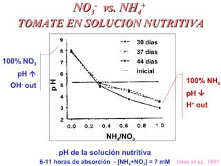 NONO33
--
vs. NHvs. NH44
++
TOMATE EN SOLUCION NUTRITIVATOMATE EN SOLUCION NUTRITIVA
pH
NH4/NO3
30 dias
37 dias
44 dias
inicial
pH de la solución nutritiva
6-11 horas de absorción - [NH4+NO3] = 7 mM Imas et al., 1997
100% NH4
pH 
H+
out
100% NO3
pH 
OH-
out
 