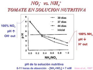 NONO33
--
vs. NHvs. NH44
++
EN SOLUCION NUTRITIVAEN SOLUCION NUTRITIVA
Metabolismo del N en la planta:
 El amonio y el ni...