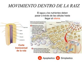 MOVIMIENTO DENTRO DE LA RAIZ
Corte
transversal
de la raiz
El agua y los nutrientes deben
pasar a través de las células hasta
llegar al xilema
A Apoplastico SimplasticoA B
 
