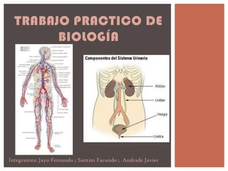 TRABAJO PRACTICO DE
BIOLOGÍA

Integrantes: Jayo Fernando ; Santini Facundo ; Andrade Javier

 