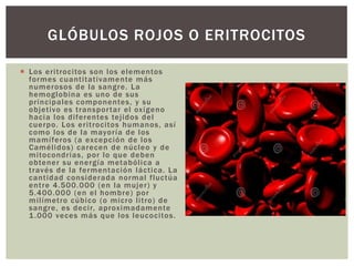 GLÓBULOS ROJOS O ERITROCITOS
 Los eritrocitos son los elementos
formes cuantitativamente más
numerosos de la sangre. La
hemoglobina es uno de sus
principales componentes, y su
objetivo es transpor tar el oxígeno
hacia los diferentes tejidos del
cuerpo. Los eritrocitos humanos, así
como los de la mayoría de los
mamíferos (a excepción de los
Camélidos) carecen de núcleo y de
mitocondrias, por lo que deben
obtener su energía metabólica a
través de la fermentación láctica. La
cantidad considerada normal fluctúa
entre 4.500.000 (en la mujer) y
5.400.000 (en el hombre) por
milímetro cúbico (o micro litro) de
sangre, es decir, aproximadamente
1 .000 veces más que los leucocitos.

 