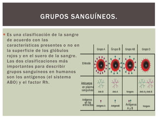 GRUPOS SANGUÍNEOS.
 Es una clasificación de la sangre
de acuerdo con las
características presentes o no en
la superficie de los glóbulos
rojos y en el suero de la sangre.
Las dos clasificaciones más
importantes para describir
grupos sanguíneos en humanos
son los antígenos (el sistema
ABO) y el factor Rh.

 