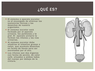 ¿QUÉ ES?
 El sistema o aparato excretor
es el encargado de eliminar las
sustancias tóxicas y los
desechos de nuestro
organismo.
 El sistema excretor está
formado por el aparato
urinario, los pulmones y la
piel. El aparato unitario lo
forman los riñones y las vías
urinarias.
 Al sistema excretor debe
añadir se el intestino grueso o
colon, que acumula desechos
en forma de heces para ser
excretadas por el ano.
 Los riñones son dos órganos
con forma de poroto, de color
café, situados a ambos lados
del cuerpo por debajo de la
cintura.

 