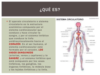 ¿QUÉ ES?
 El aparato circulatorio o sistema
circulatorio es la estructura
anatómica compuesta por el
sistema cardiovascular que
conduce y hace circular la
sangre, y por el sistema linfático
que conduce la linfa
unidireccionalmente hacia el
CORAZÓN. En el ser humano, el
sistema cardiovascular está
formado por el corazón, LOS
VASOS SA NGUINEOS
(ar terias, venas y capilares) y la
SANGRE, y el sistema linfático que
está compuesto por los vasos
linfáticos, los ganglios, los
órganos linfáticos, la médula ósea
y los tejidos linfáticos y la linfa.

 
