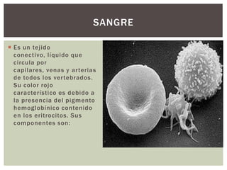 SANGRE
 Es un tejido
conectivo, líquido que
circula por
capilares, venas y arterias
de todos los vertebrados.
Su color rojo
característico es debido a
la presencia del pigmento
hemoglobínico contenido
en los eritrocitos. Sus
componentes son:

 