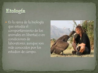  Es la rama de la biología

que estudia el
comportamiento de los
animales en libertad o en
condiciones de
laboratorio, aunque son
más conocidos por los
estudios de campo.

 