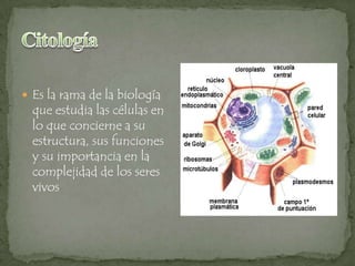  Es la rama de la biología

que estudia las células en
lo que concierne a su
estructura, sus funciones
y su importancia en la
complejidad de los seres
vivos

 
