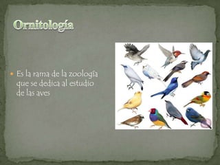  Es la rama de la zoología

que se dedica al estudio
de las aves

 