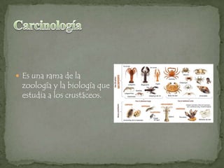  Es una rama de la

zoología y la biología que
estudia a los crustáceos.

 
