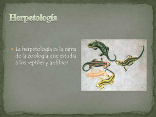  La herpetología es la rama

de la zoología que estudia
a los reptiles y anfibios

 
