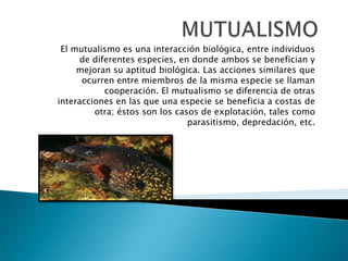El mutualismo es una interacción biológica, entre individuos
de diferentes especies, en donde ambos se benefician y
mejoran su aptitud biológica. Las acciones similares que
ocurren entre miembros de la misma especie se llaman
cooperación. El mutualismo se diferencia de otras
interacciones en las que una especie se beneficia a costas de
otra; éstos son los casos de explotación, tales como
parasitismo, depredación, etc.

 